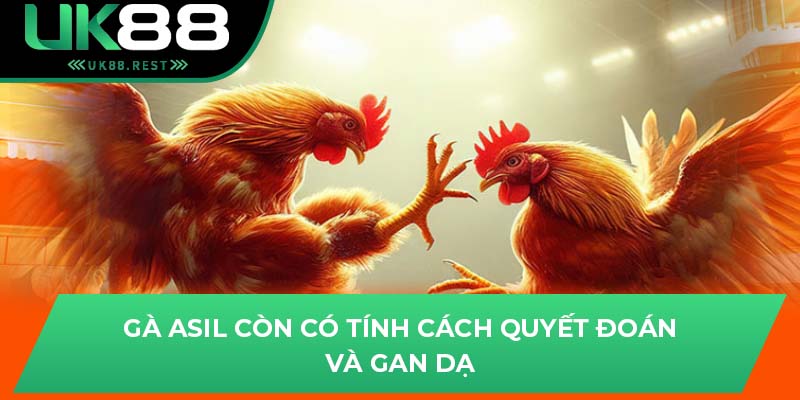 Khám Phá Các Giống Gà Chiến Đấu Tại Đá Gà Asil Uk88 2 Gà asil còn có tính cách quyết đoán và gan dạ