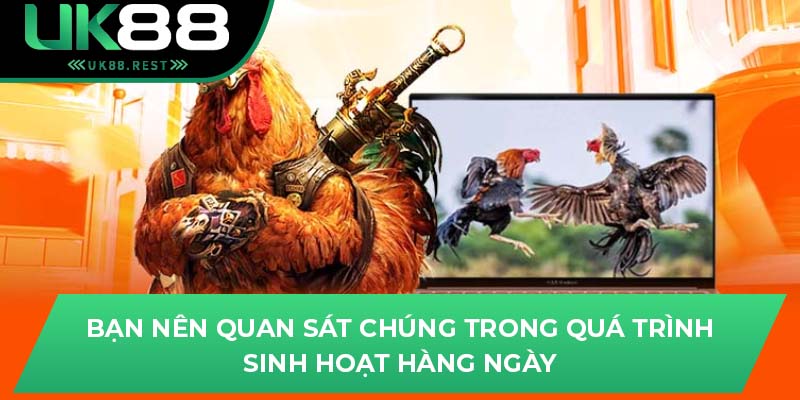 Khám Phá Các Giống Gà Chiến Đấu Tại Đá Gà Asil Uk88 3 Bạn nên quan sát chúng trong quá trình sinh hoạt hàng ngày
