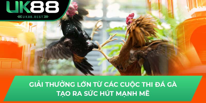 Trải Nghiệm Đá Gà C1 Đỉnh Cao Ngay Tại Uk88 Hôm Nay 3 Giải thưởng lớn từ các cuộc thi đá gà tạo ra sức hút mạnh mẽ