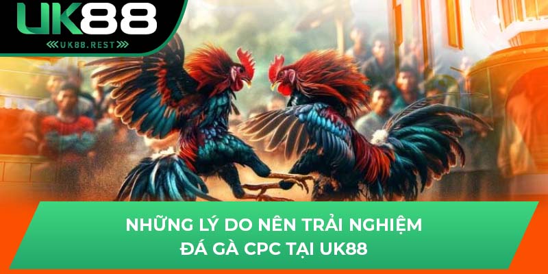 Đá Gà CPC - Cơ Hội Chiến Thắng Cùng Các Chiến Kê Tại UK88 2 Những lý do nên trải nghiệm đá gà CPC tại UK88