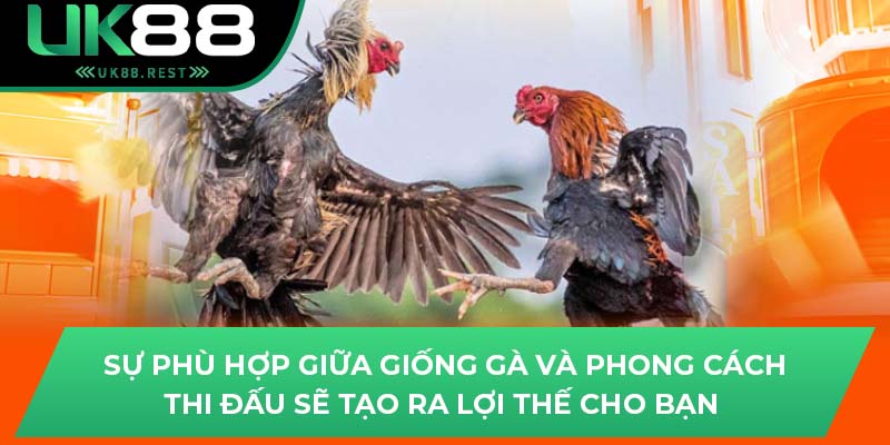 Bí Quyết Thắng Lớn Đá Gà Cựa Sắt Trực Tuyến Tại Uk88 4 Sự phù hợp giữa giống gà và phong cách thi đấu sẽ tạo ra lợi thế cho bạn