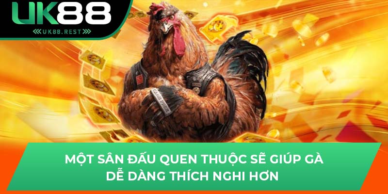 Bật Mí Kinh Nghiệm Chơi Đá Gà Cựa Sắt Thomo Tại Uk88 3 Một sân đấu quen thuộc sẽ giúp gà dễ dàng thích nghi hơn
