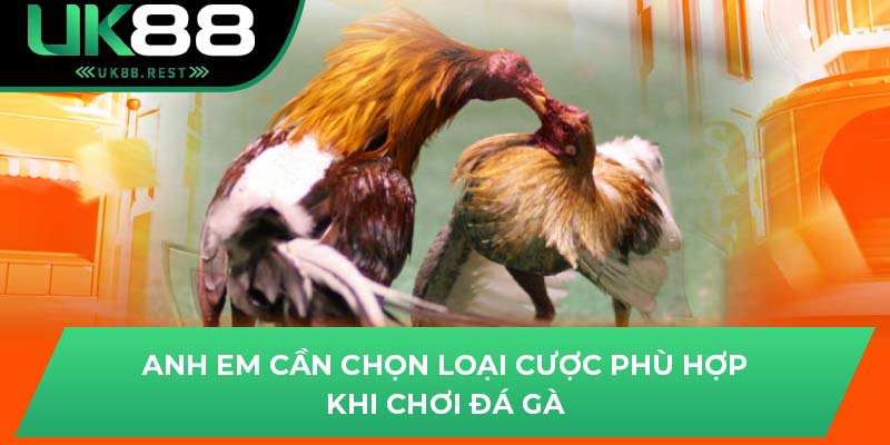 Đá Gà Đòn Độc - Tổng Hợp Những Mẹo Thú Vị Khi Chơi Tại UK88 3 Anh em cần chọn loại cược phù hợp khi chơi đá gà