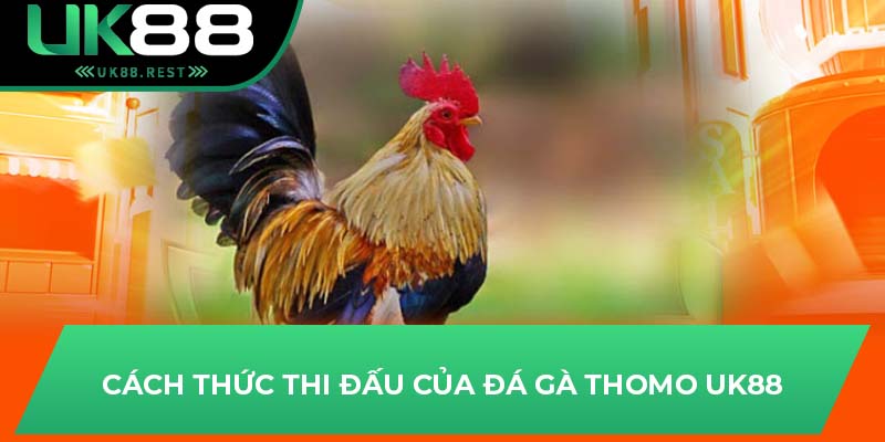 Đá Gà Thomo - Tựa Game Hấp Dẫn Nhất Tại Nhà Cái UK88 2 Cách thức thi đấu của đá gà Thomo UK88