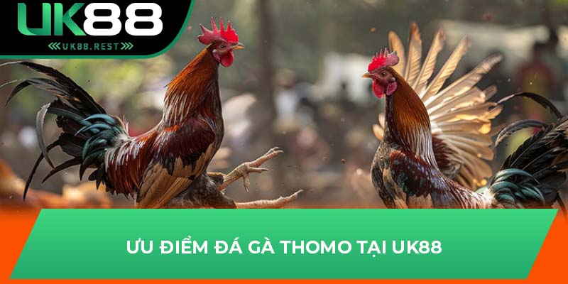 Đá Gà Thomo - Tựa Game Hấp Dẫn Nhất Tại Nhà Cái UK88 3 Ưu điểm đá gà Thomo tại UK88